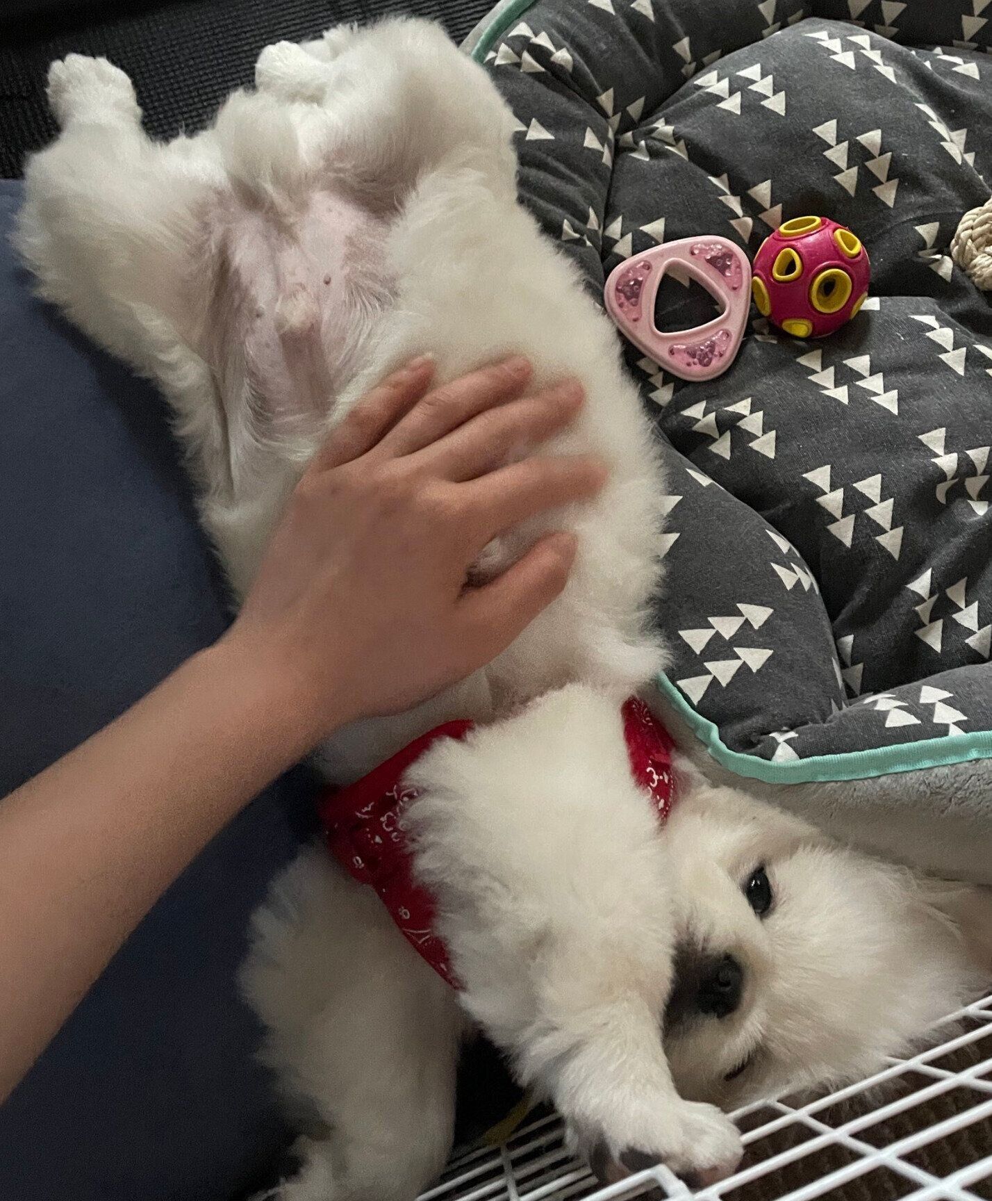 おなかを出すしらたまくん