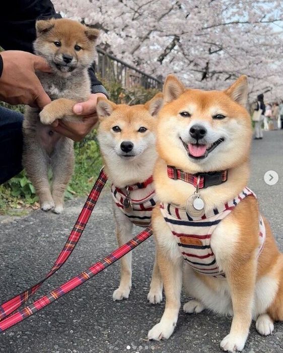 お花見をするどんちゃん、ラムちゃん、サニーちゃん