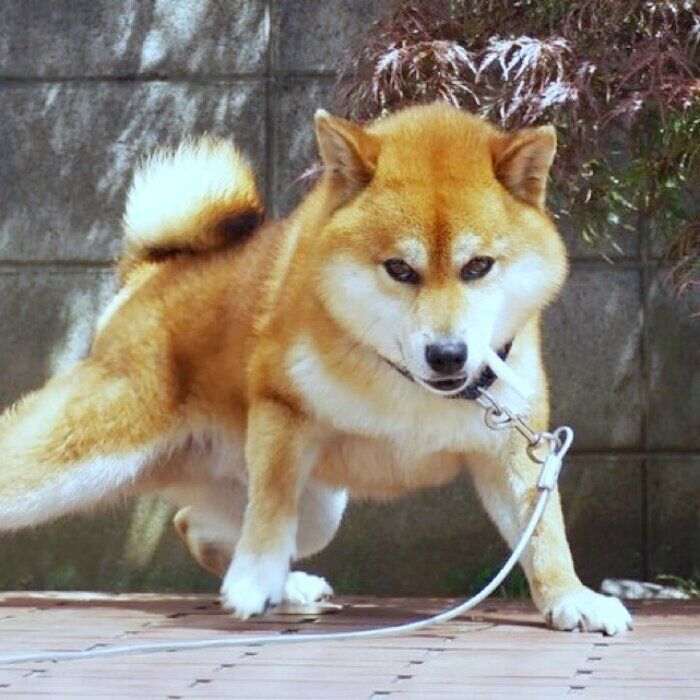 上目遣いでカメラを見つめるポンさん