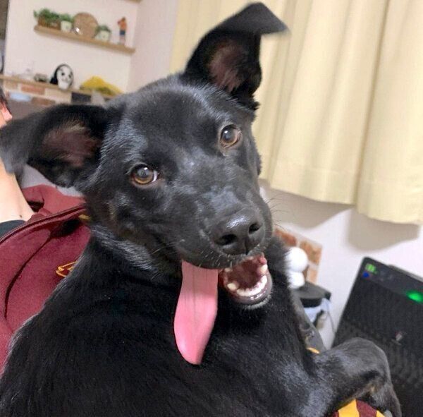 たくさん遊んで満足するはなちゃん