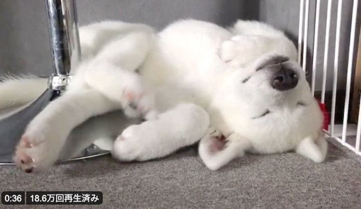 無防備な姿で眠る秋田犬 和まずにはいられない と話題の姿とは いぬのきもちweb Magazine 無防備な姿で眠る秋田犬 和まずにはいられない と話題の姿とは いぬのきもちweb Magazine