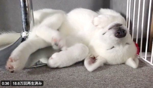 熟睡するもんたろうくん