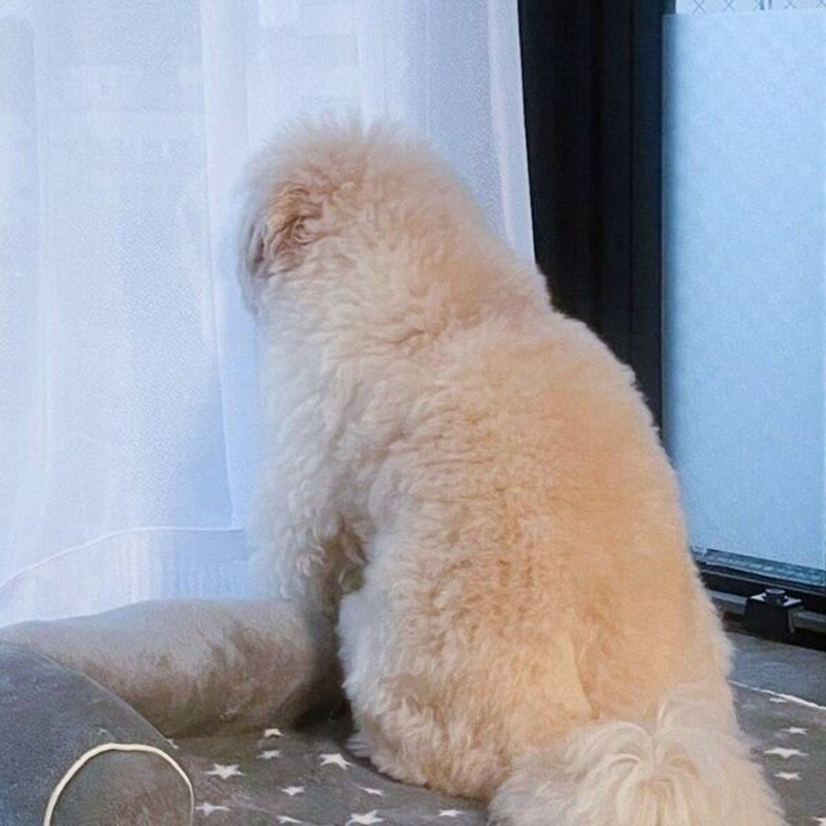 窓から外を見つめる犬 よ く見ると どうして と飼い主さんがツッコミを入れる光景に爆笑 いぬのきもちweb Magazine 窓から外を見つめる犬 よ く見ると どうして と飼い主さんがツッコミを入れる光景に爆笑 いぬのきもちweb Magazine
