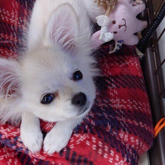 犬をケージやクレートで寝かせる際の「冬の寒さ対策」とは？ いぬのきもち