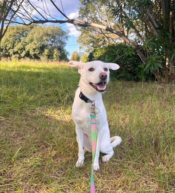 お散歩を楽しむこうめちゃん