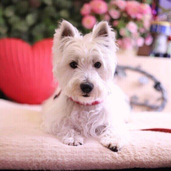 座るウェスティのラブ