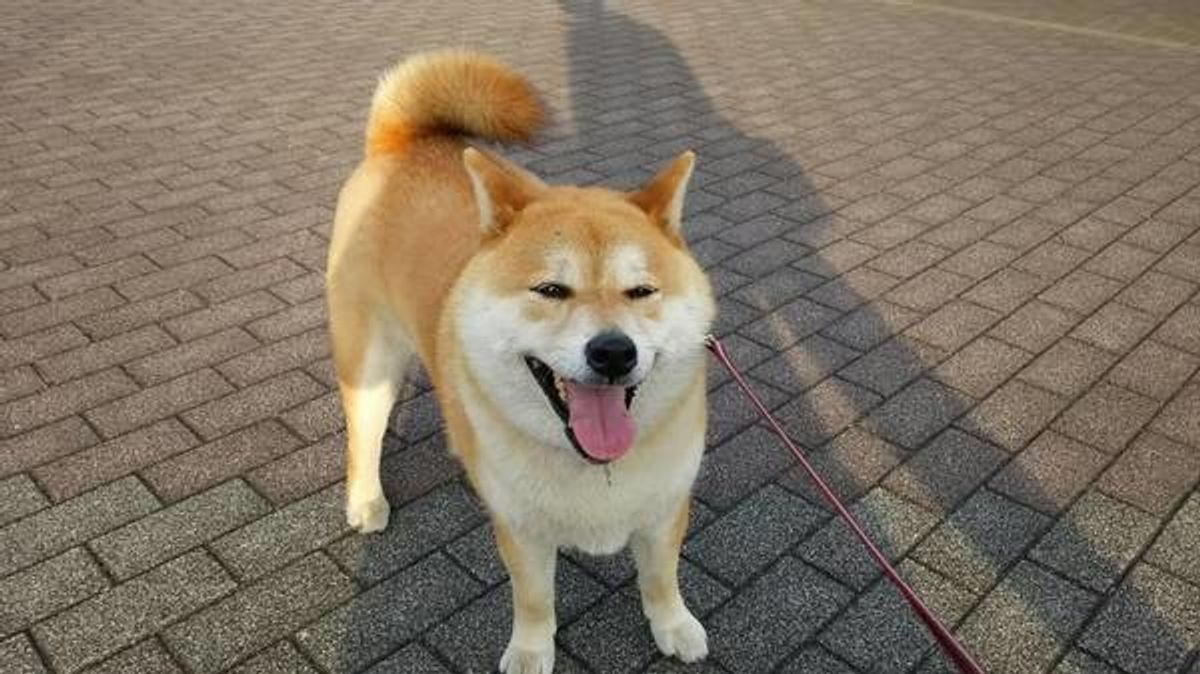 犬がにっこりと笑うのはなぜ 犬の笑顔に隠された3つの理由とは いぬのきもちweb Magazine 犬がにっこりと笑うのはなぜ 犬の笑顔に隠された3つの理由とは いぬのきもちweb Magazine
