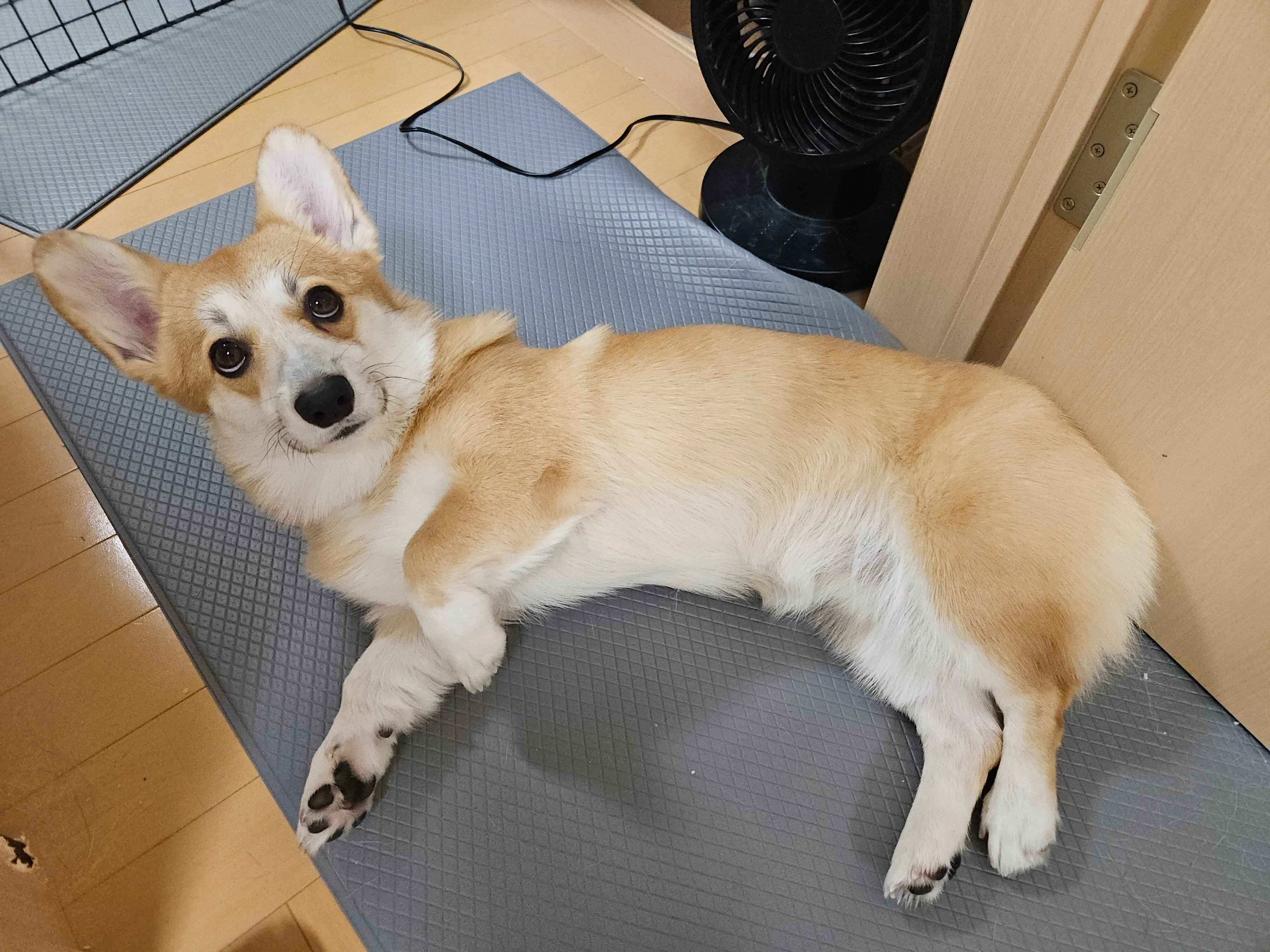 寝転がるタビーくん