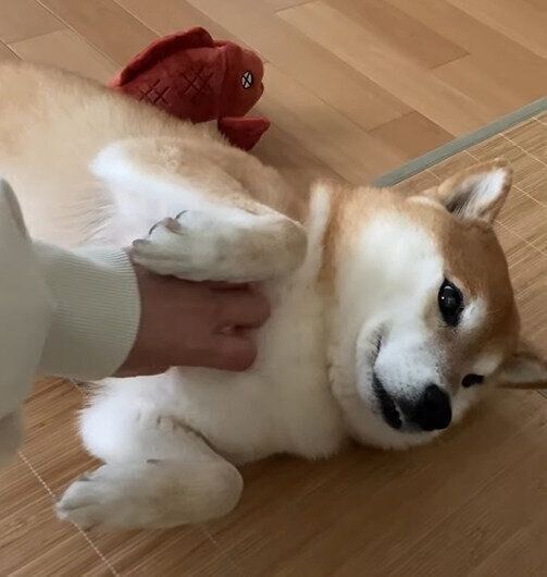 飼い主さんにお腹をなでてもらうすずちゃん
