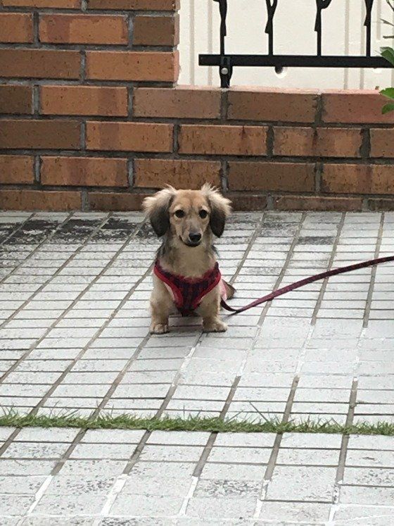 お散歩中におすわりするカニーンヘン・ダックスフンド