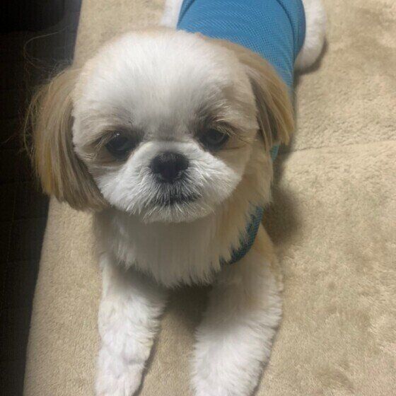 フセをするシー・ズー