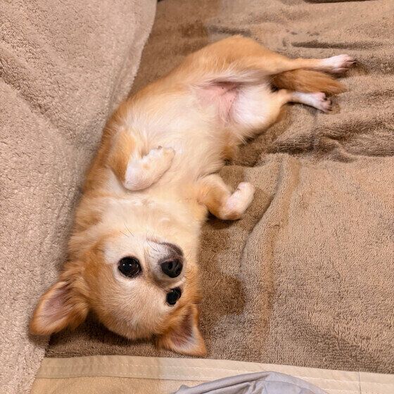 おなかを見せるチワワ