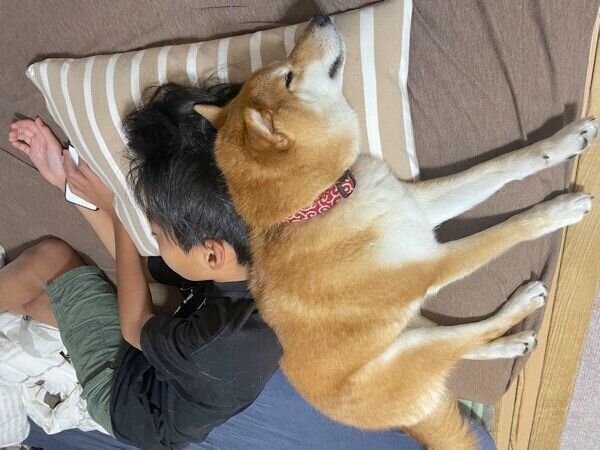 息子さんにくっついて眠るチロちゃん