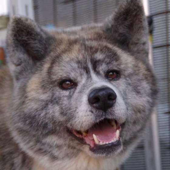 笑顔の秋田犬