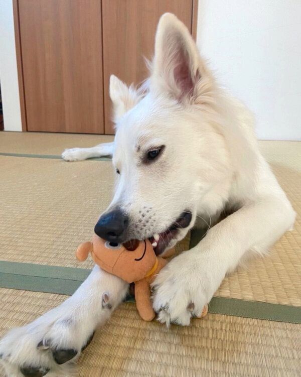 おもちゃで遊ぶモフちゃん