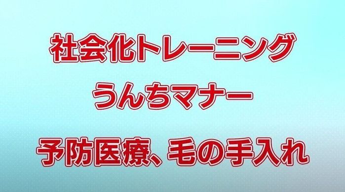 犬の防災対策