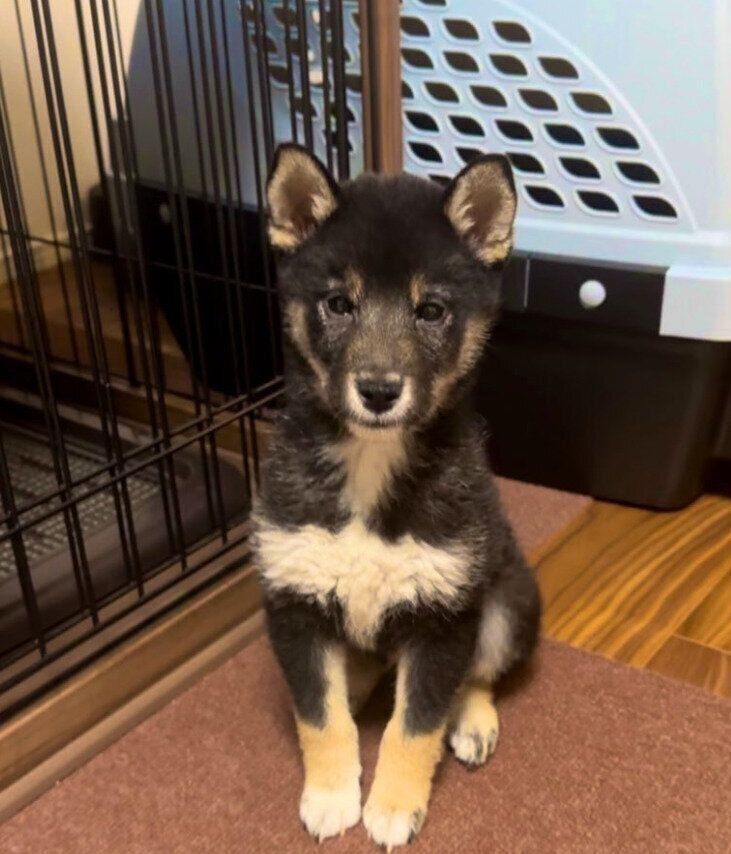 初めておすわりができた生後3カ月の柴犬