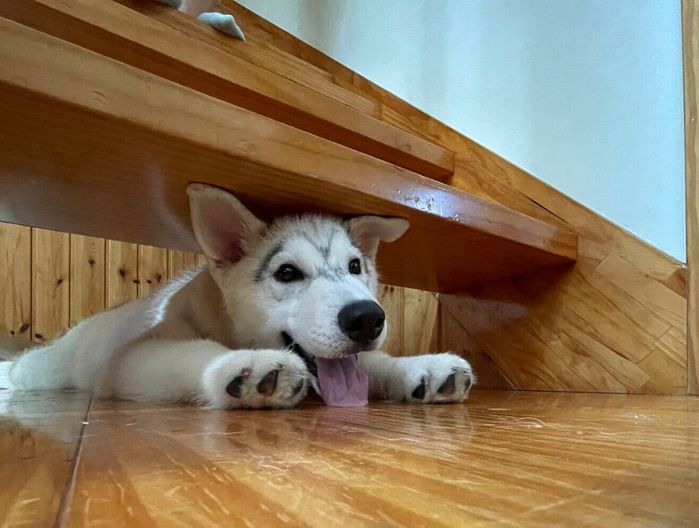 階段の下に隠れるスカイくん