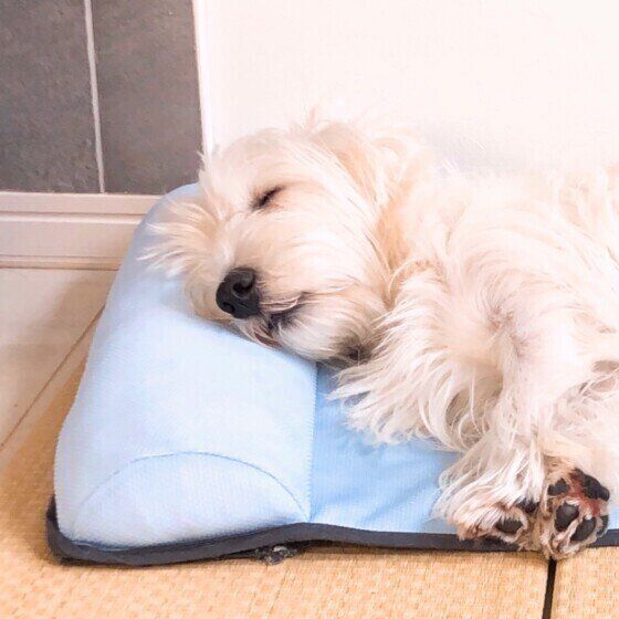 マットの上で寝るウエスト・ハイランド・ホワイト・テリア