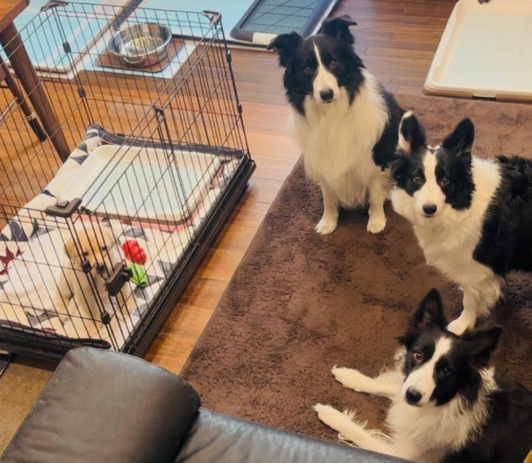 先住犬に見守られるこまちゃん