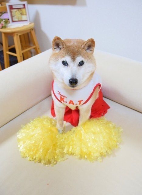 犬たちのコスプレ体験が楽しすぎる 柴犬かぼすちゃんのイベントレポ ト いぬのきもちweb Magazine