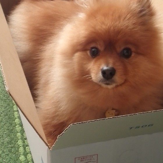 ポメラニアンの平均寿命って何才 長寿につながるお世話のコツとは いぬのきもちweb Magazine