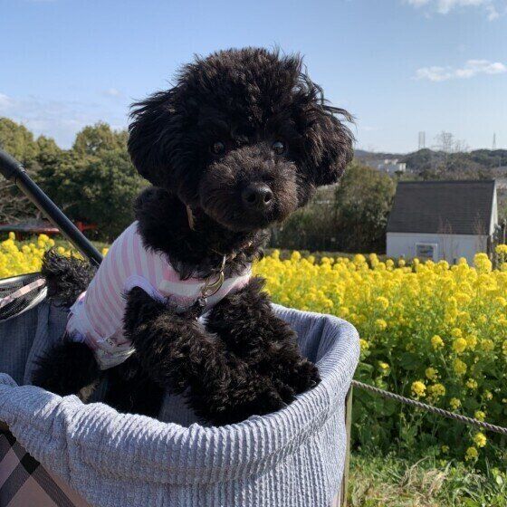 どんな病気にかかりやすい？春に多い犬の病気ベスト3 いぬのきもち