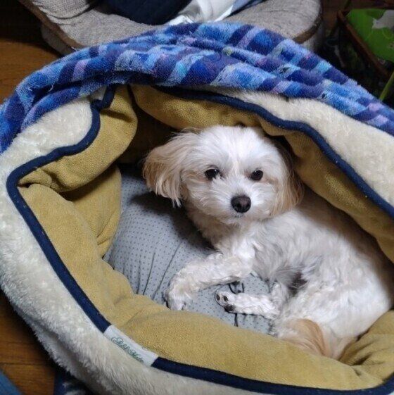 チョコちゃんの寝床も冬用に