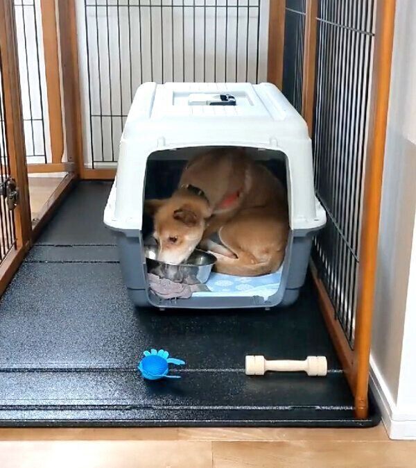 家に迎えたばかりの頃のカンタくん