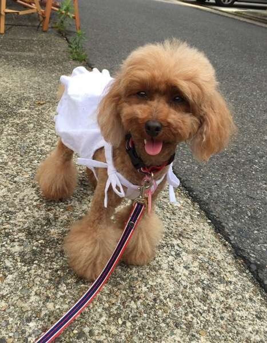 夏が来る前に知っておきたい 犬の 夏バテ 3大症状とその対処法 いぬのきもちweb Magazine 夏が来る前に知っておきたい 犬の 夏バテ 3大症状とその対処法 いぬのきもちweb Magazine