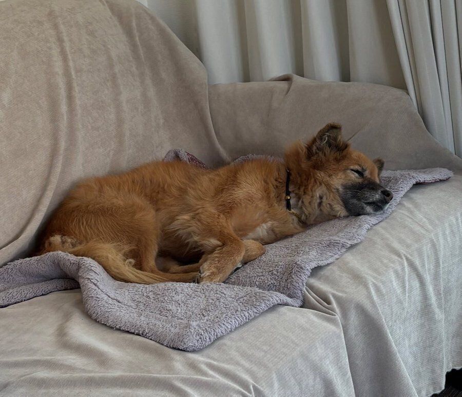 ソファで眠るはぐみちゃん