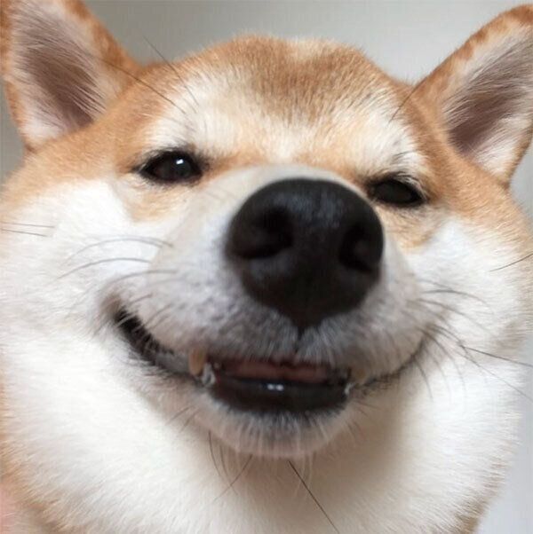 微笑むこてつくん