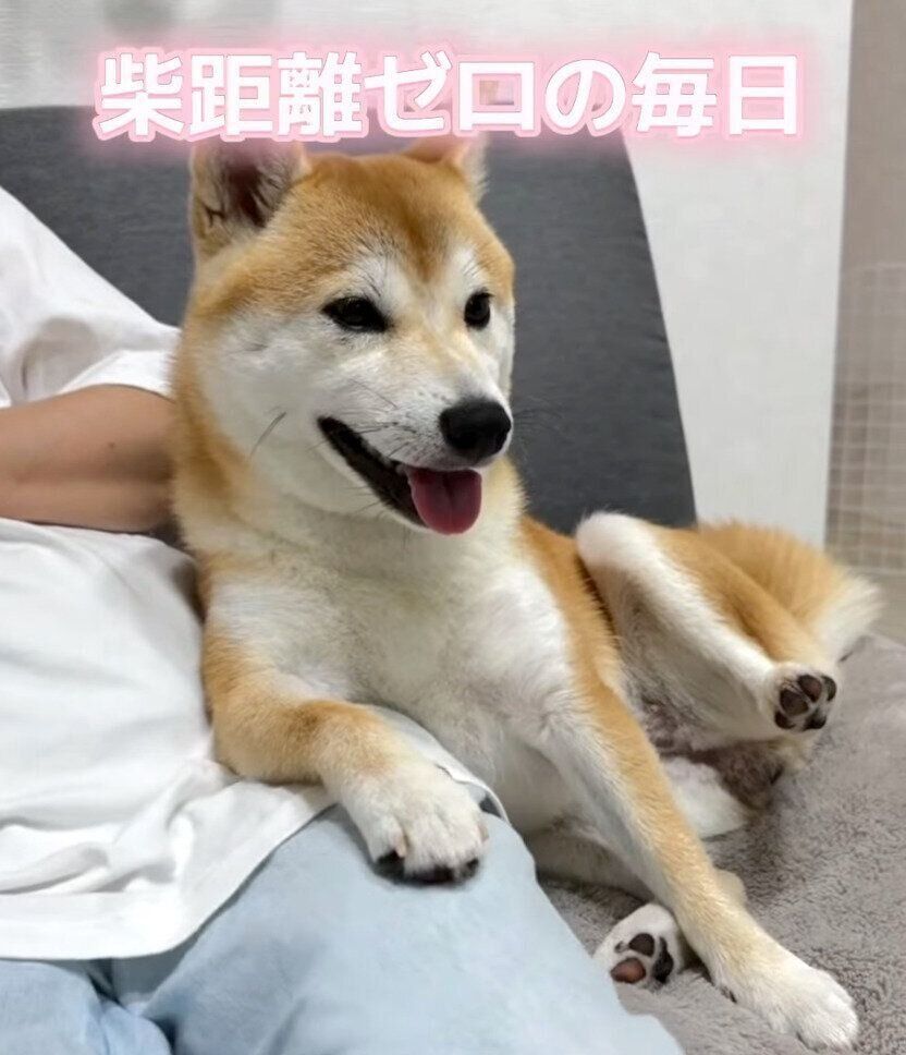 飼い主さんにくっつくいとちゃん