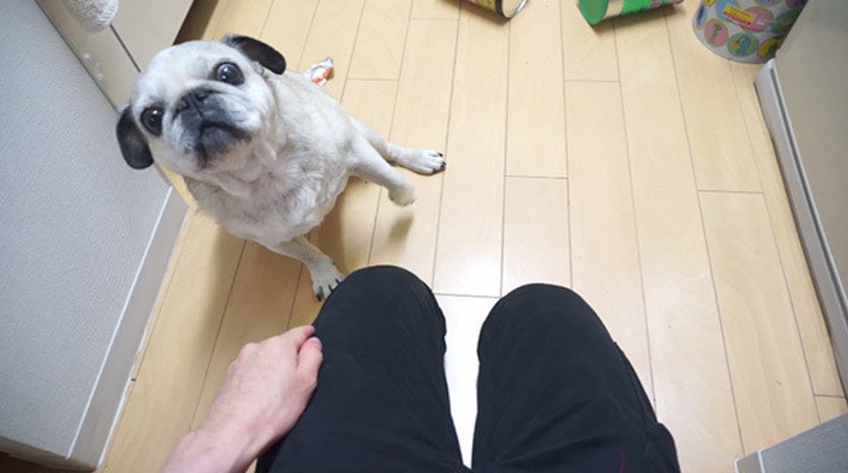 犬動画 部屋が空き巣に シラを切るパグの表情が かわいいッ いぬのきもちweb Magazine 犬動画 部屋が空き巣に シラを切るパグの表情が かわいいッ いぬのきもちweb Magazine