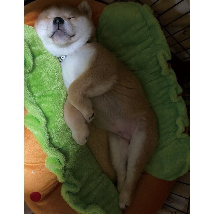 スヤスヤ眠るてんくん