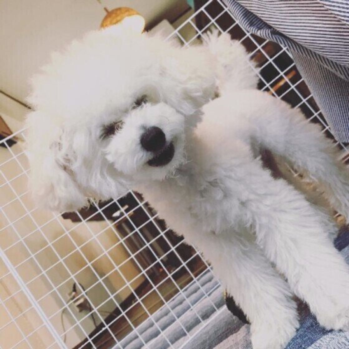 獣医師監修 犬が吐くのはストレス 症状や嘔吐物の色から原因を解明 いぬのきもちweb Magazine 獣医師監修 犬が吐くのはストレス 症状や嘔吐物の色から原因を解明 いぬのきもちweb Magazine