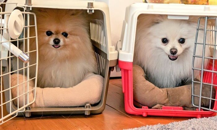 クレートに入るぽぽちちゃん、ぱぴちちゃん