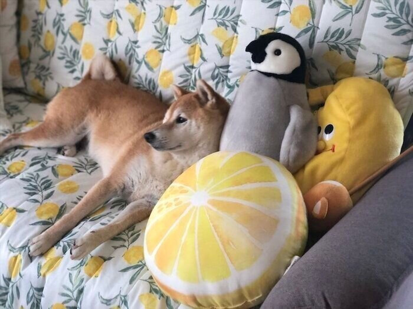 嫌いな音が増えた柴犬マロたん 夜落ち着かない時の対策は いぬのきもちweb Magazine 嫌いな音が増えた柴犬マロたん 夜落ち着かない時の対策は いぬのきもちweb Magazine