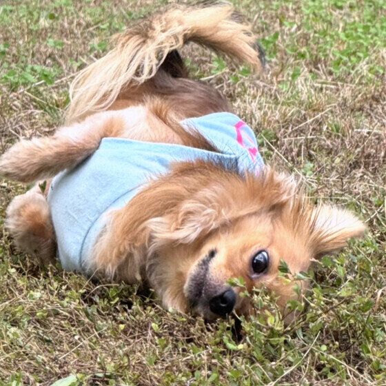 犬が顔をこする・洗う・拭く仕草にはどんな意味がある？ いぬのきもち