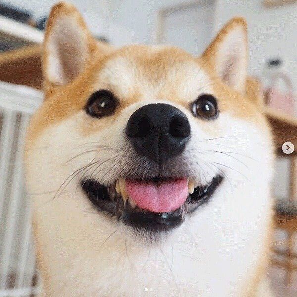 笑うこてつくん