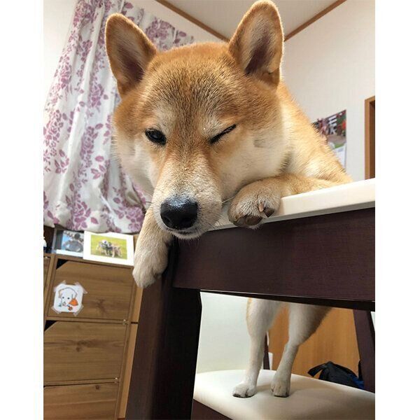 机に乗るレッカくん