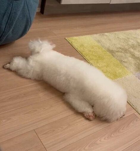 床に伏せるめろちゃん