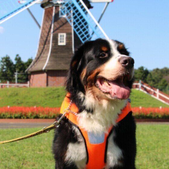 犬の体につく外部寄生虫 シラミ その症状と対策とは いぬのきもちweb Magazine