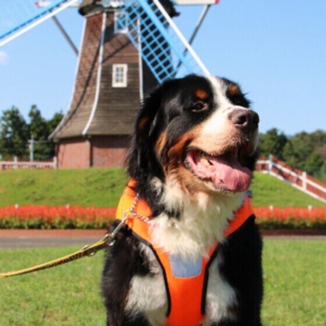 犬の体につく外部寄生虫 シラミ その症状と対策とは いぬのきもちweb Magazine 犬の体につく外部寄生虫 シラミ その症状と対策とは いぬのきもちweb Magazine