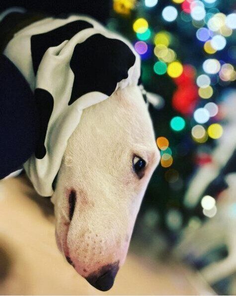 手作りスヌードのミニチュアブルテリアばむくん