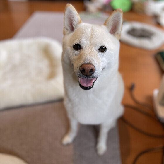 笑顔のまめくん（柴）