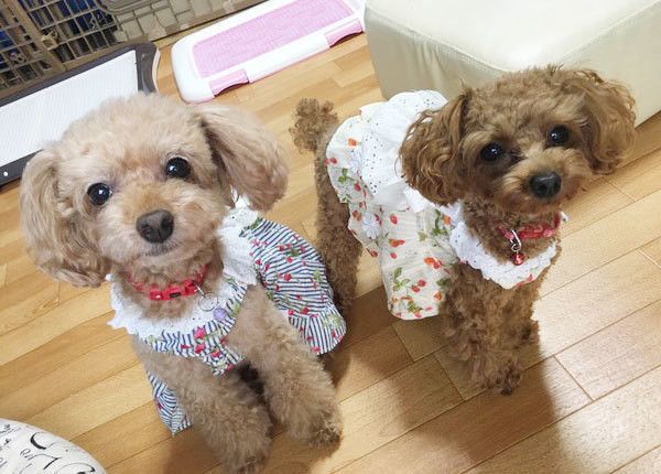 こんなハズじゃなかった 飼い主さんが明かす 多頭飼いの失敗談 いぬのきもちweb Magazine