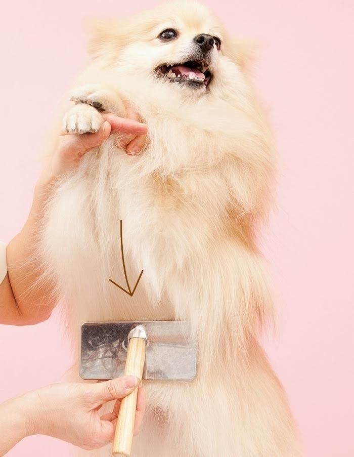 ポメラニアンブラッシング⑨⑩