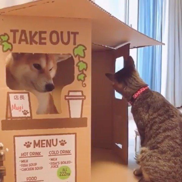 店番をするワンコのところにネコ店長が見回り まさかの展開に いぬのきもちweb Magazine