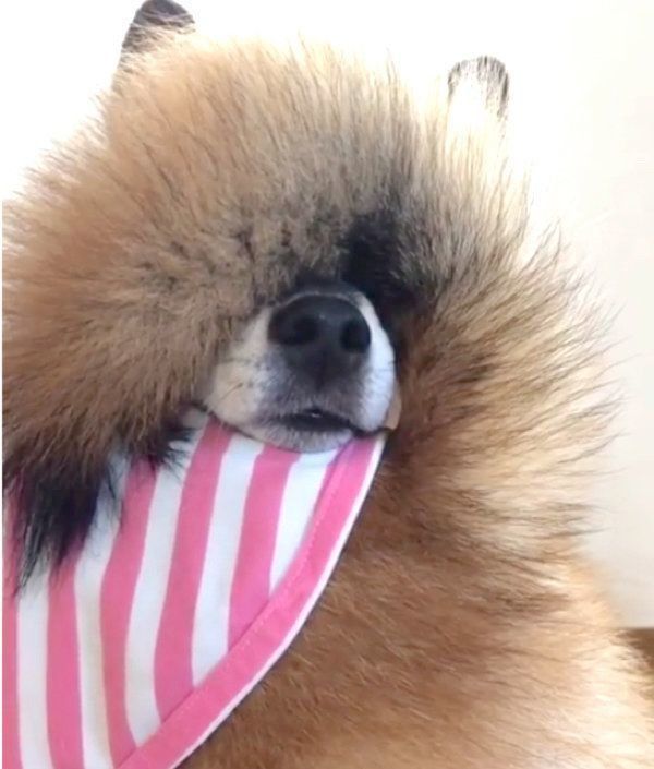 しっぽ遊びをする柴犬